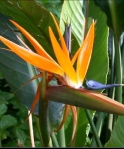 Ave del paraiso - Oiseau du paradis, 15 ml